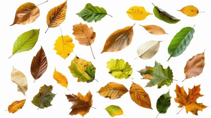 Obraz premium The colorful autumn leaves