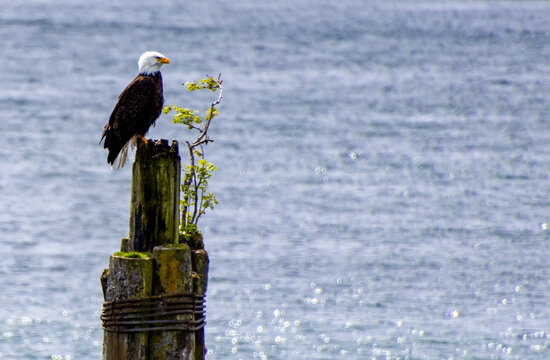 Young Bald Eagle sitting on wooden pier in Sitka Alaska 