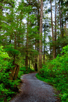 Winding path in Tropical Forest National Park in Sitka Alaska 