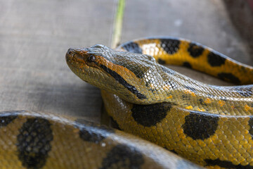 The green anaconda (Eunectes murinus), is a constrictor snake of the boa family, endemic to the...