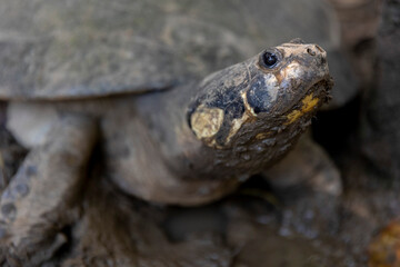 Peruvian jungle turtle, Iquitos Peru