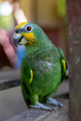 Orange-winged parrot of the Peruvian jungle, Iquitos Peru