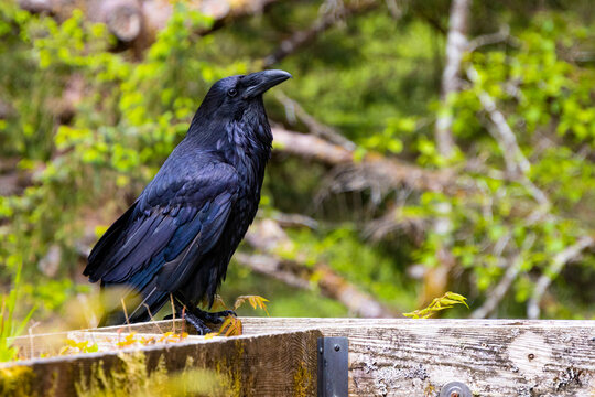 Large Raven in the Alaskan wilderness 