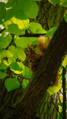 Wiewiórka na drzewie © Mruczke