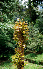 New growing foliage of Syzygium Campanulatum wrapping around a tree trunk