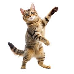 Fototapeta premium cute cat dancing isolated on transparent background