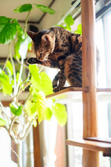 キャットタワーで毛繕いするベンガル猫