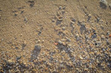 A perfect summer day's sunlight illuminates a sandy beach backdrop embellished with tiny stones and shells