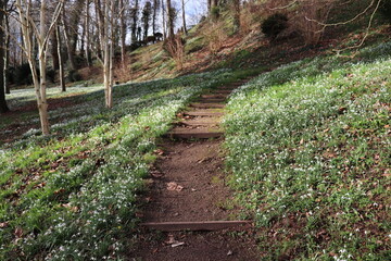 Obraz premium Snowdrops on the footpath