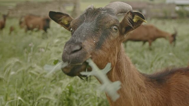 A close-up shot of a goat eating a green leaf in a grassy field, with other goats in the background.