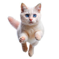 Fototapeta premium cute cat jumping isolated on transparent background