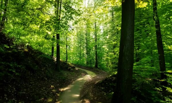path in the green forest
