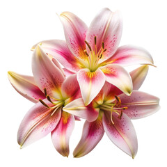 Fototapeta premium lily petals isolated on transparent background