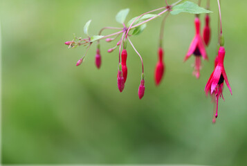 pink flower with a green background, pink on green,  fuchsia petals with green background 