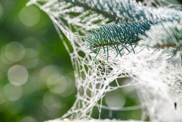 Spider webs in young spruce branches.
