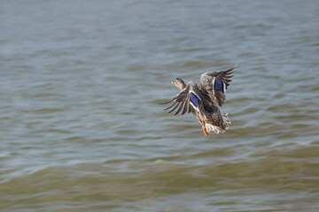Wild duck flying over water
