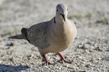 Turkish dove close-up.