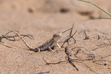 lizard in the desert