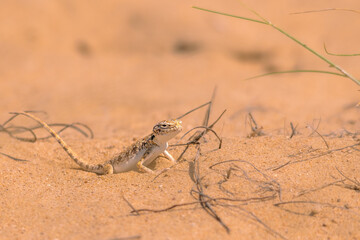 lizard on the ground