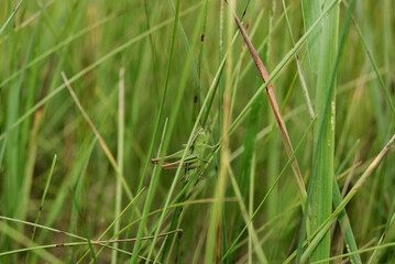 Grasshopper Hiding in Tall Grass