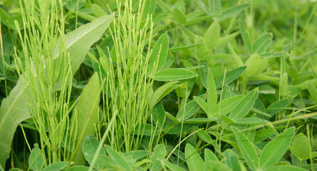 Close-Up of Horsetail Plant in a Field