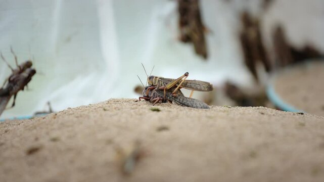 Close up on Grasshoppers (Locust, Patanga) interbreeding on sand.