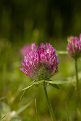 pinky purple clover with green background