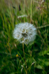 Fototapeta premium Flowers in a field, vibrant colors, blooming, natural beauty, serene.
