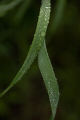 fresh green grass with dew drops in the morning close up