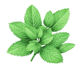 watercolor mint leaves isolated on white background, illustration of peppermint branch in watercolor style, vector