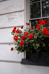 Flowers in a field, vibrant colors, blooming, natural beauty, serene.