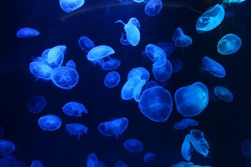 Blue small jellyfish or medusa of bright colorful.