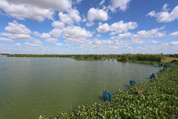Obraz premium The scenery around Bueng Thung Sang has water hyacinths growing along the shore.