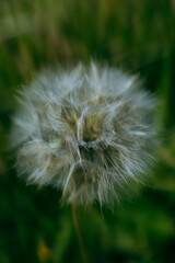 Flowers in a field, vibrant colors, blooming, natural beauty, serene.