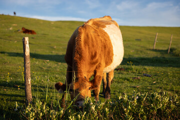 vache qui broute et nous regarde, horizontal