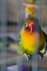 A pair of love birds in a cage, love birds, green pet birds