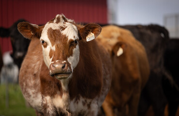 Vache qui nous regarde, horizontal