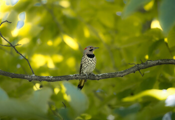 Summer Bird on a branch