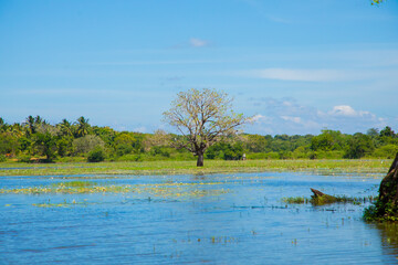 traditional Sri Lankan landscape. Small blue lake and trees around.
