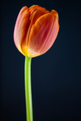 Orange tulip background, white and black