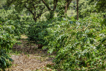 Obraz premium Coffee plants to mature.