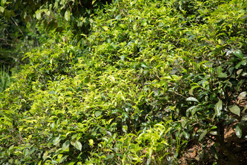 high mountain tea plantation in Sri Lanka