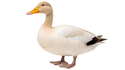Obraz premium Duck full body isolated on white background