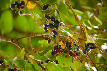 Organic jambolan fruits on tree
