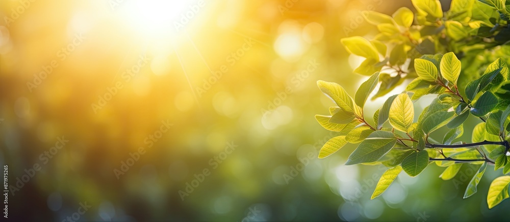 Aufkleber Create a picturesque setting with a blurred foliage background and vibrant summer sun rays for your text or advertisement, with copy space image.