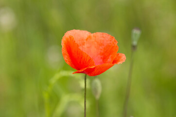 red poppy flower, common poppy in the meadow, red corn poppy
