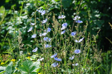Chicory, Chicory, walking trail, Polish forest, tree branches, Tree roots, Poland, village, Fields,...