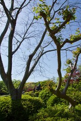 春の源氏山公園　鎌倉市
