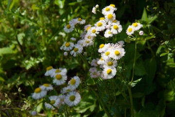 春の源氏山公園　鎌倉市