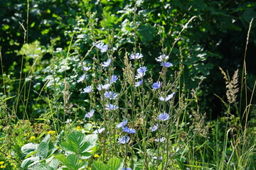 Chicory, walking trail, Polish forest, tree branches, Tree roots, Poland, village, Fields, Góry...